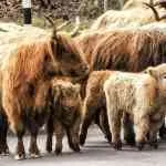 Got stuck in a Highland coo traffic jam today scotspirithellip